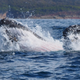 Illustration for article titled Crazy Photo Shows a Seal Using a Whale as a Surfboard